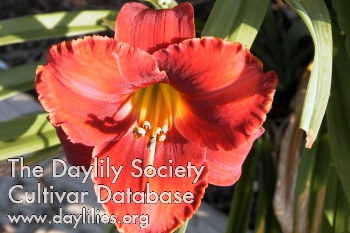 Daylily Signed in Red